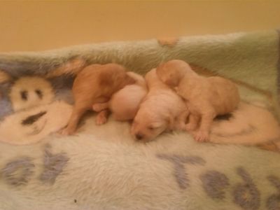 POODLE MICRO E TOY MACHOS E FEMEAS