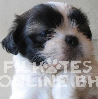 Golden Retriever - Canil Filhotes On Line BH