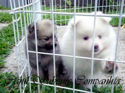 Spitz Alemão / Lulu da Pomerania - Filhotes com Pedigree a venda