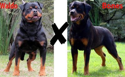 VENDO FILHOTES DE ROTTWEILER
