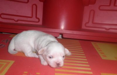 Filhote de Lhasa Apso