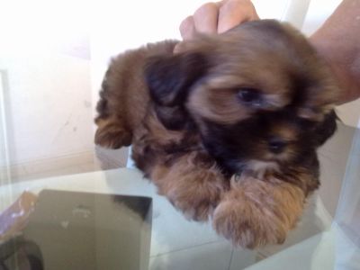 Filhotes de Shitzu com Yorkshire