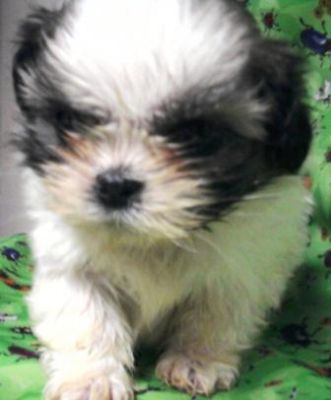 Pet Shop, venda, shih tzu, Porto Alegre,