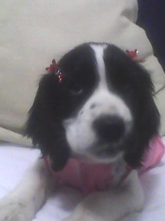 Linda Cocker Inglesa Femea