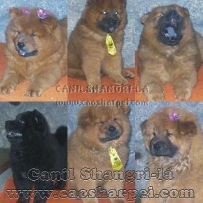 SHARPEI & CHOW-CHOW, OS CÃEZINHOS MAIS FOFOS DO MUNDO em até 18X