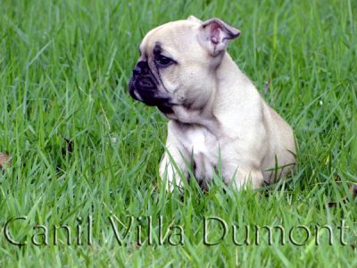 Bulldog Frances - Fêmea Dourada (da mesma cor do cão da propaganda do carro Jetta)