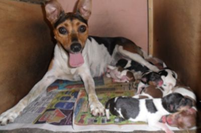 TERRIER BRASILEIRO ( FOX PAULISTINHA)