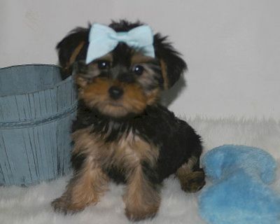  yorkshire terrier maravilhoso.