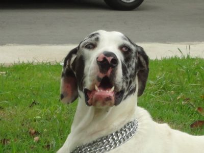 FILHOTES DE DOGUE ALEMAO