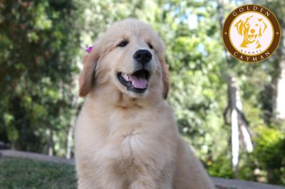 Filhote fêmea de Golden Retriever - CBKC