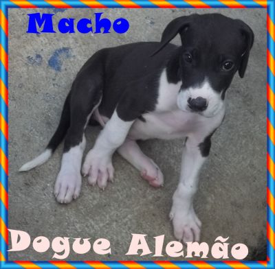 Dogue Alemão  Filhote  Macho Mantado  o último  50 dias 