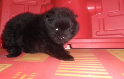 Filhote de Lulu da Pomerânia