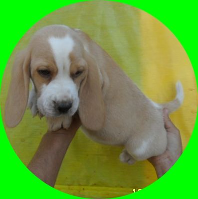 Beagle, filhotes com pedigree