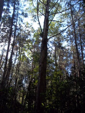 Terreno rural a venda Turvo Morro Chato