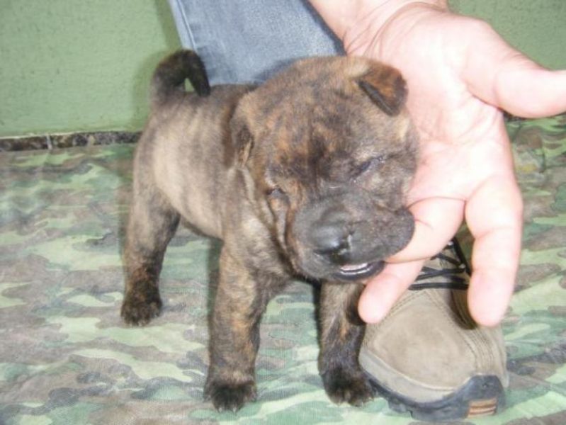 SharPei Filhotes com 41 dias
