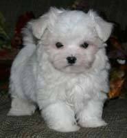 Canil BHZ Diversas raças