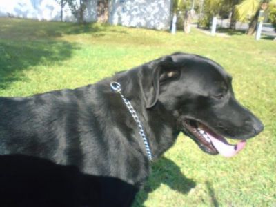 filhotes de lhasa apso