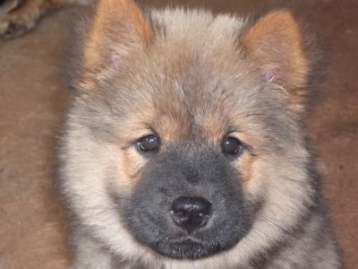 lindos filhotes de chow chow disponiveis