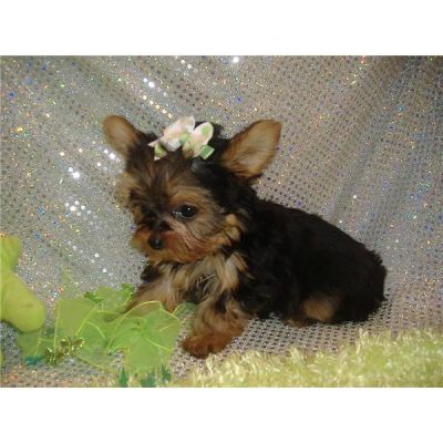 X-Mas Yorkshire Terrier Masculino E Feminino Para Adopção
