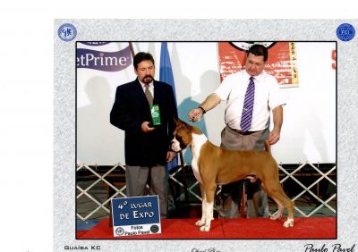 Boxer- Filhotes Excelente Linhagem