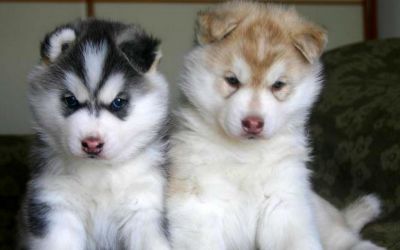 adorï¿½vel husky siberiano filhotes para uma nova casa
