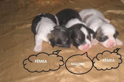 Lhasa Apso - Filhotes