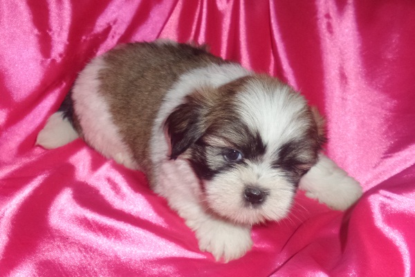 Filhotes de Lhasa Apso