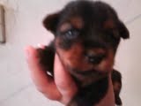 Yorkshire terrier  macho R$500