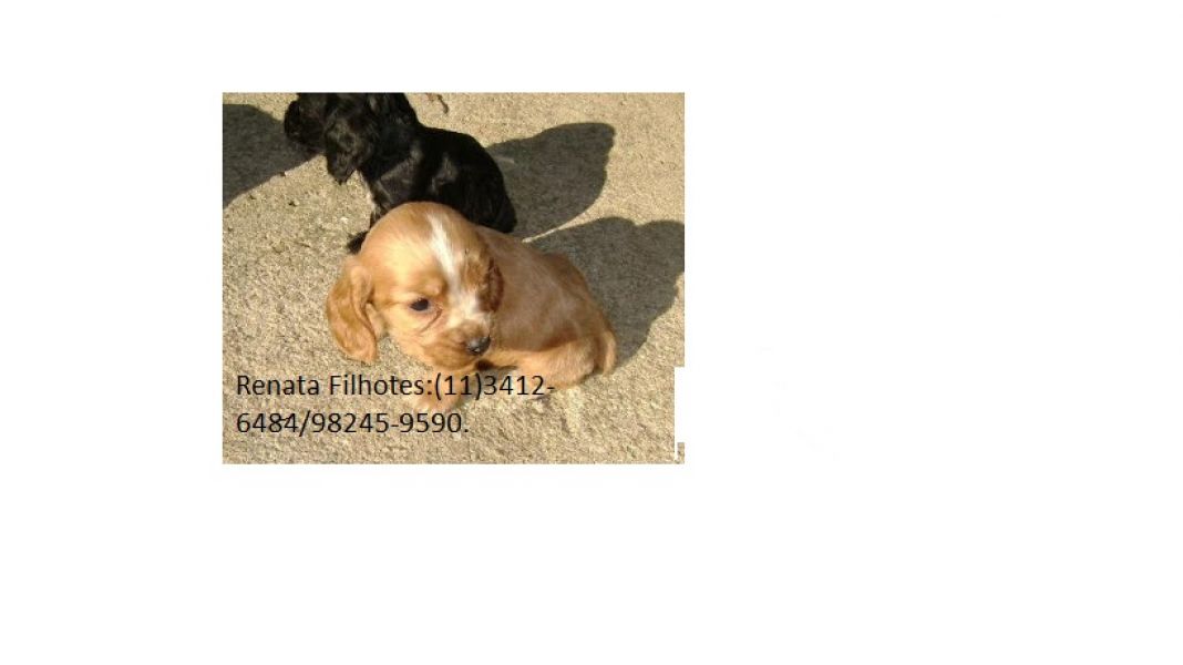 Filhotes de Cocker Inglês em diversas cores.