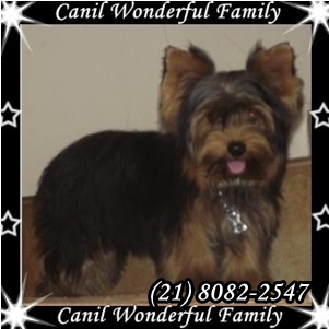 Yorkshire Excelente Padrão