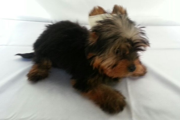 Filhote Macho de Yorkshire Terrier Micro