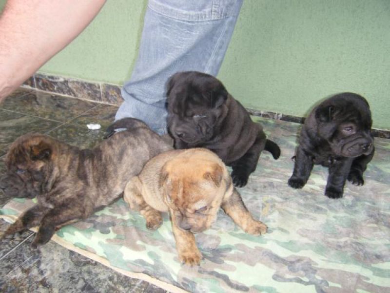 SharPei Filhotes de Sharpei