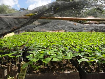 Mudas de Mogno Africano