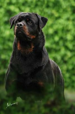 Filhotes de Rotweiller, campeões brasileiros e panamericanos R$800