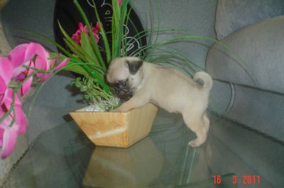 VENDO LINDOS FILHOTES DE VARIAS RAÇAS E PREÇOS 4361-8917 OU 7694-5581