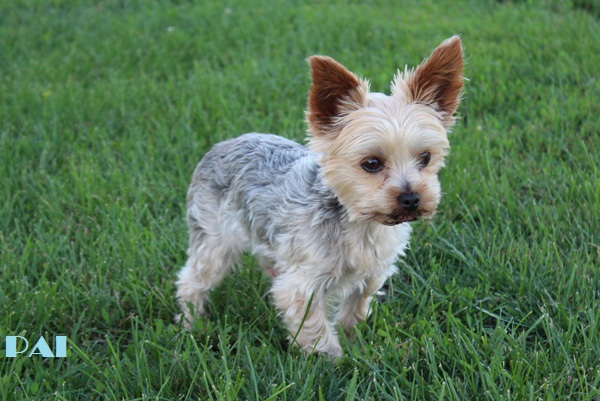 Filhote Mix de scottish terrier com yorkshire terrier