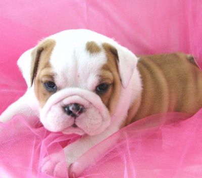 Inglês bulldog cachorros disponível