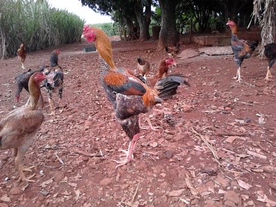 FRANGOS ÍNDIO GIGANTE-LONDRINA-PARANÁ-BRASIL.