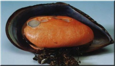 MEXILHÃO DE CULTIVO - Praia da Mococa 2ª entrada- Caraguatatuba- SP