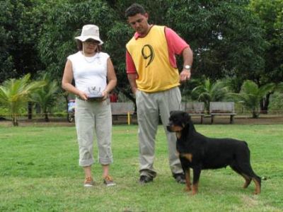 Filhotes de Rotweiller, campeões brasileiros e panamericanos R$800