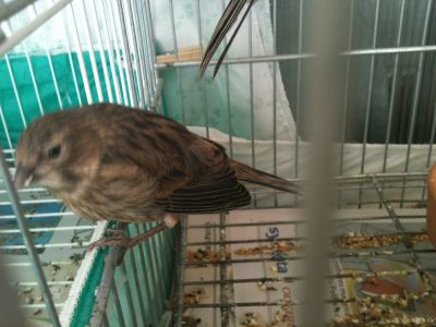 LINDOS CANÁRIOS A VENDA