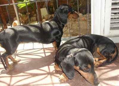 Vendo filhotes de TECKEL SALCHICHA, COFAPINHO