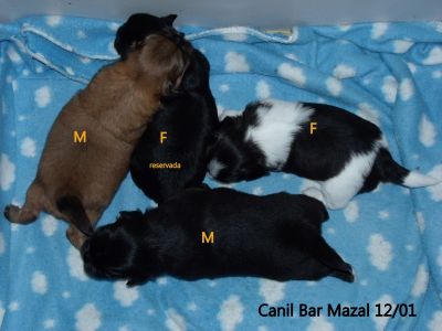 Filhotes de shih tzu