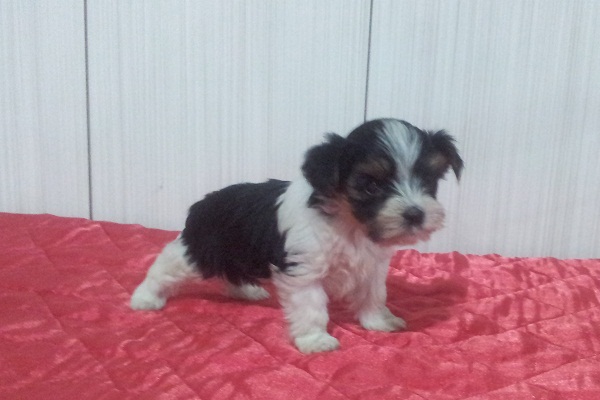 Filhote de Biewer Yorkshire Terrier