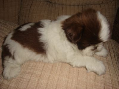 Filhotes de Shih Tzu Linhagem Cholocate de Olhos Verdes