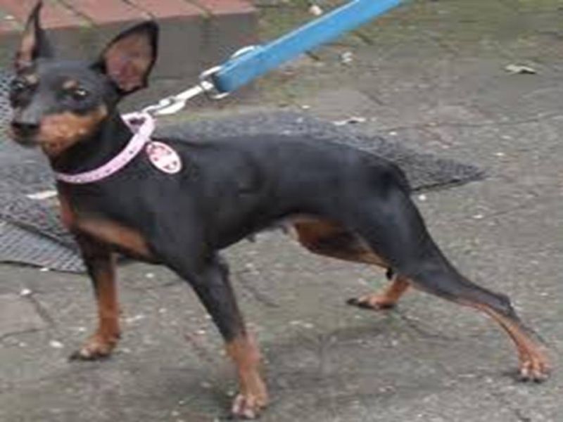 jw terapeuta comportamental  para cães