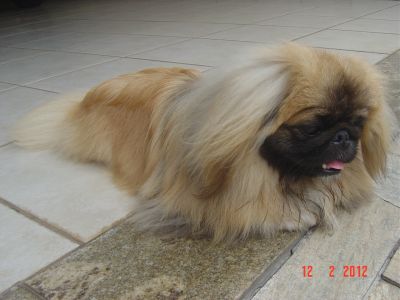 Pequinês - Filhote - macho