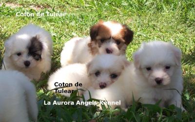 Bichon Frise, Coton de Tulear, maltês e West Terrier - filhotes com pedigree