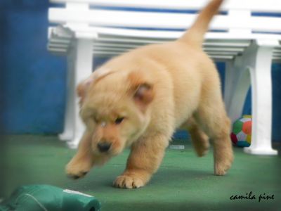 Golden Retriever ninhada maravilhosa enviamos para todo Brasil