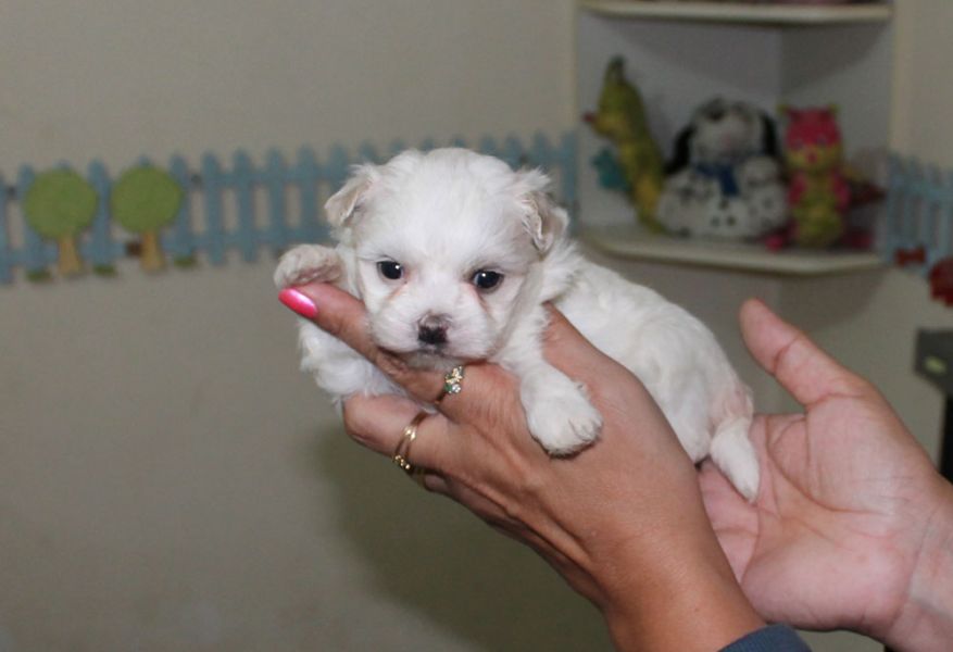 Canil puppy of life - vd filhotes maltes - São Paulo